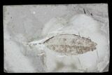 Fossil Leaf (Styrax)- Green River Formation, Utah #99708-1